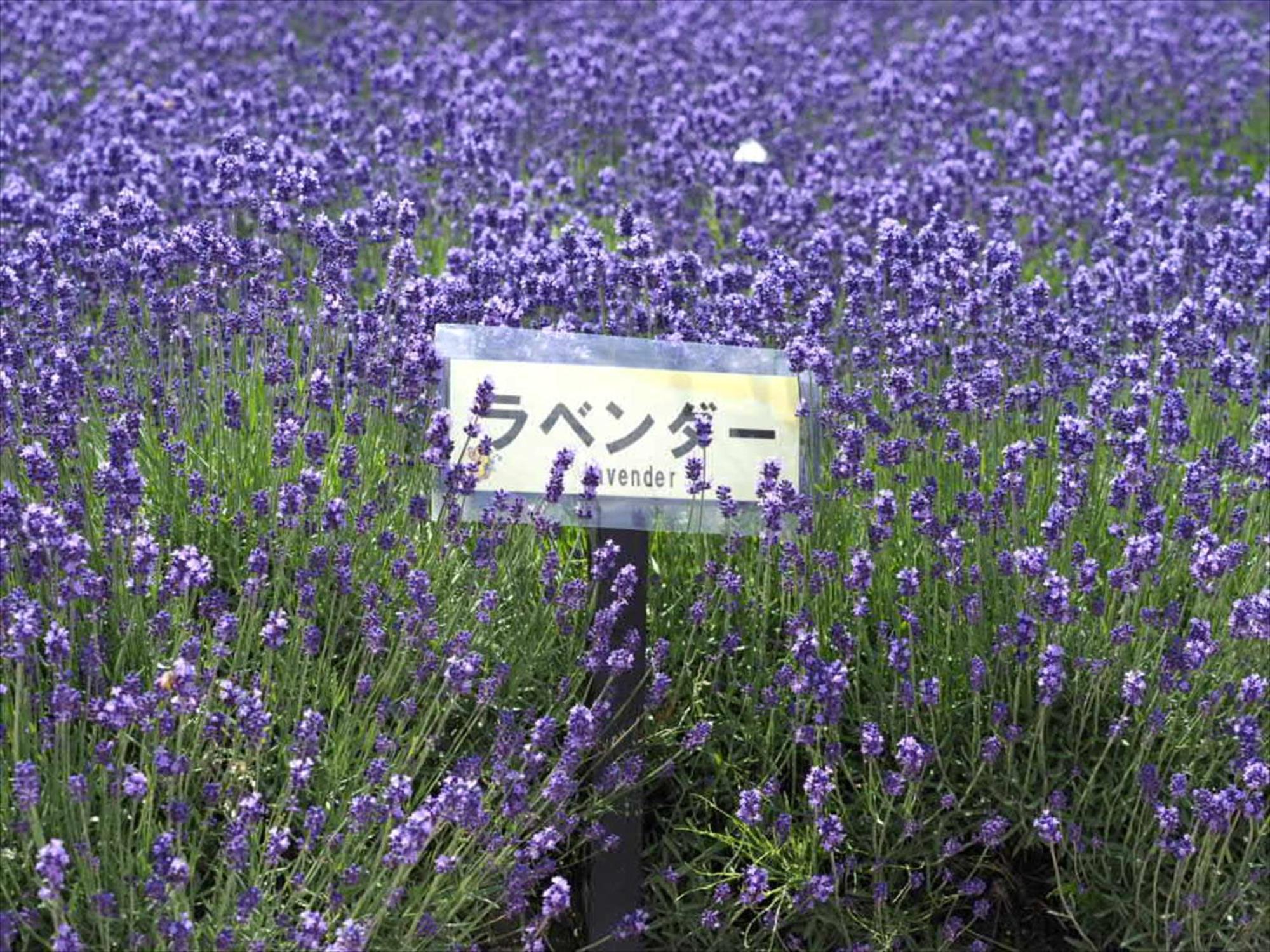 Jadan House Nakafurano Exterior foto